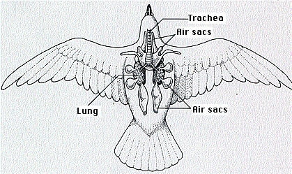 The Lung-Air Sac System of Birds