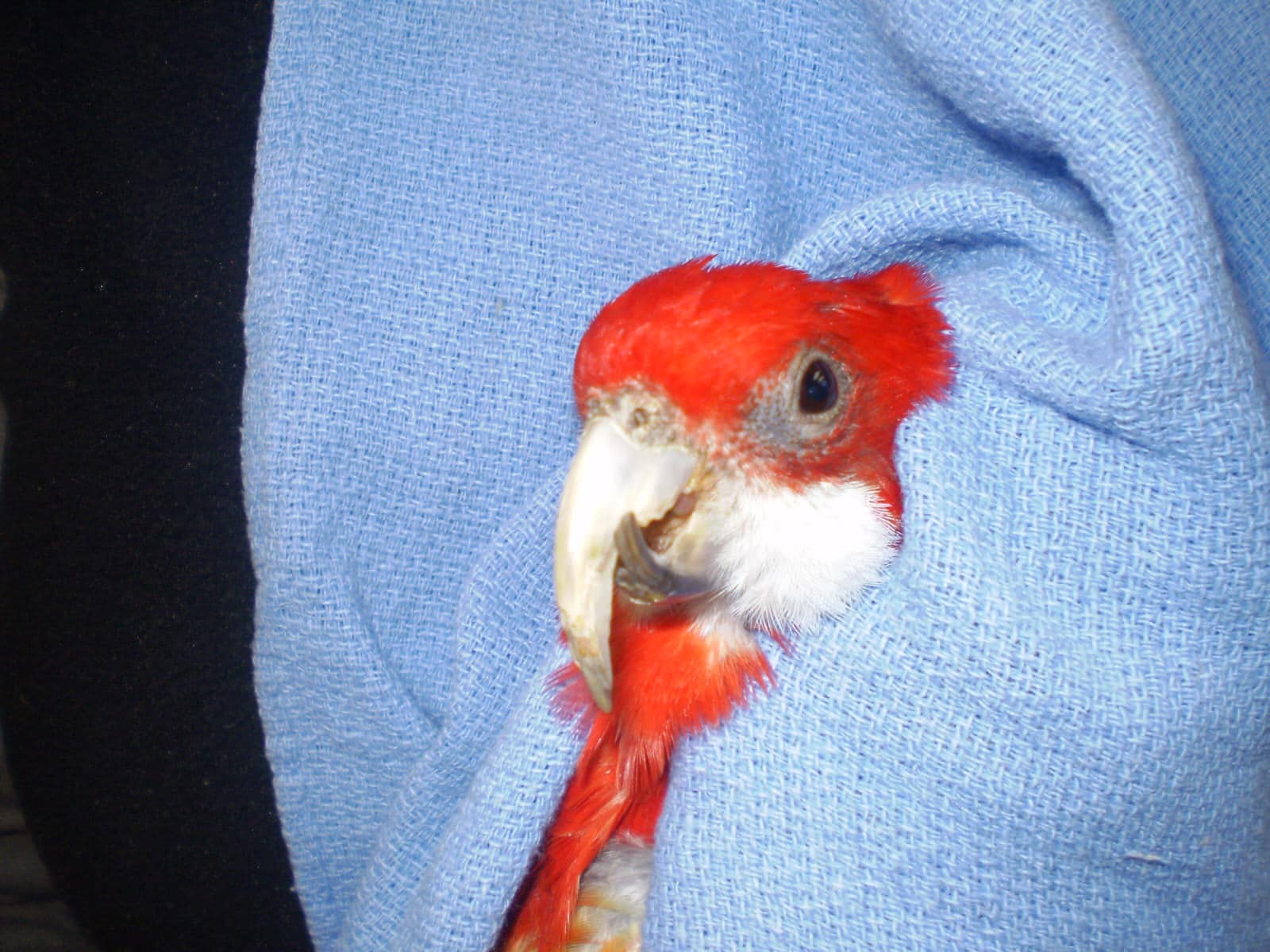Trimming Beaks Claws Currumbin Valley Birds Exotic Vetrenarian Gold Coast